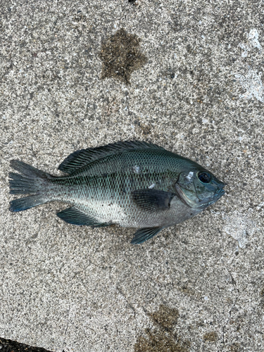 メジナの釣果