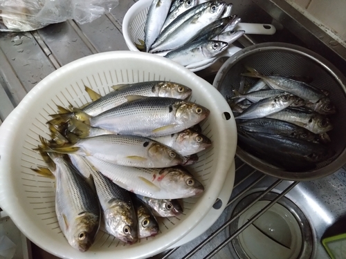 コノシロの釣果