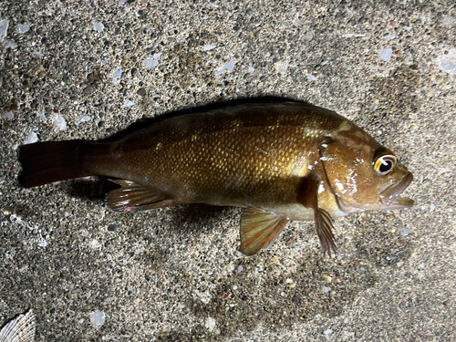 ガヤの釣果