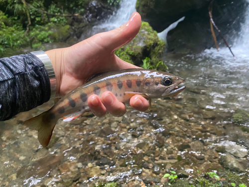 ヤマメの釣果