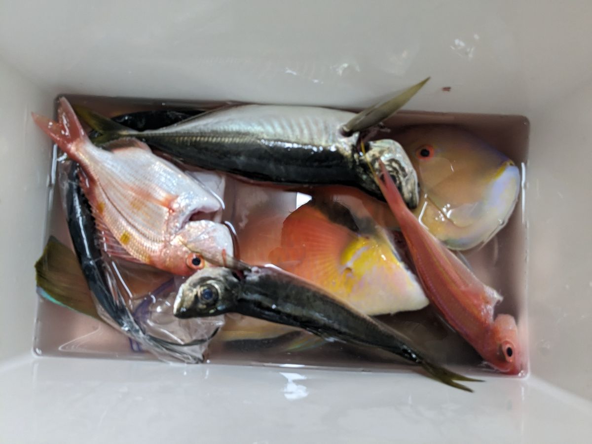 KOSUZUさんの釣果 2枚目の画像