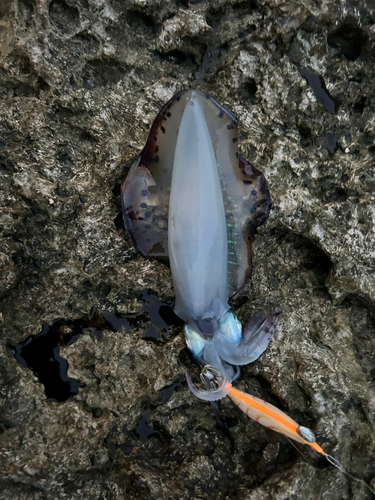 アオリイカの釣果