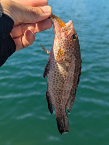 オオモンハタの釣果