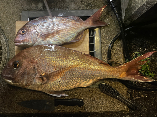 マダイの釣果