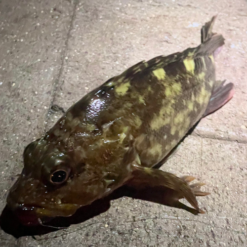 カサゴの釣果