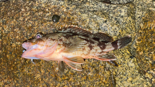 タケノコメバルの釣果