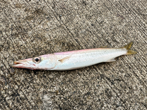 カマスの釣果