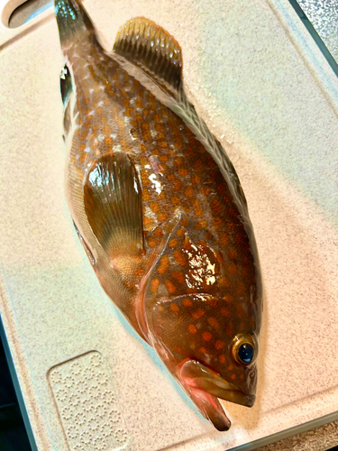 アコウの釣果