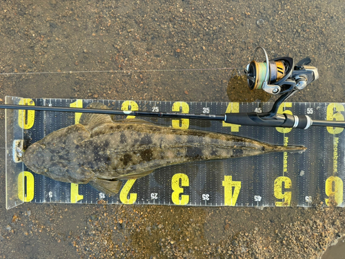 マゴチの釣果