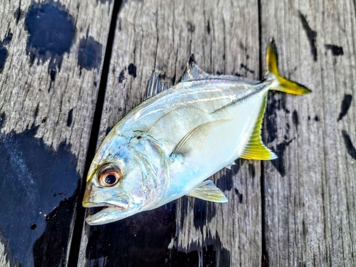 メッキの釣果