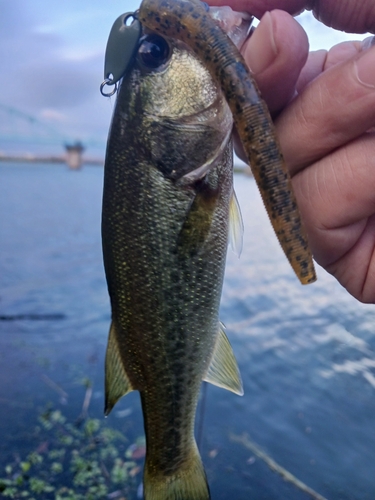 ラージマウスバスの釣果