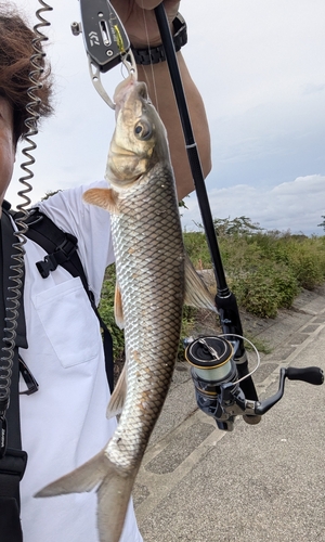 ニゴイの釣果