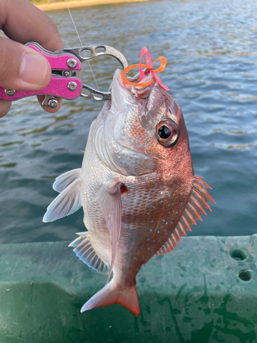 マダイの釣果