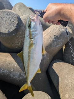 イナダの釣果