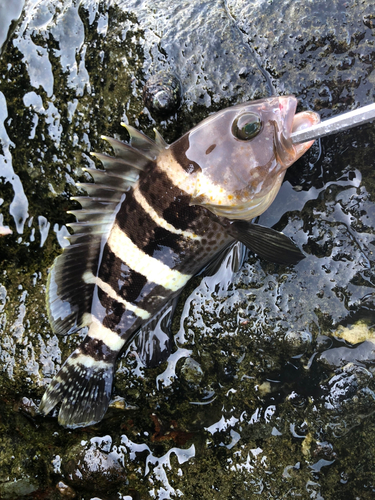 アオハタの釣果