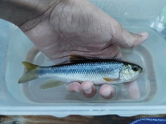 カワムツの釣果