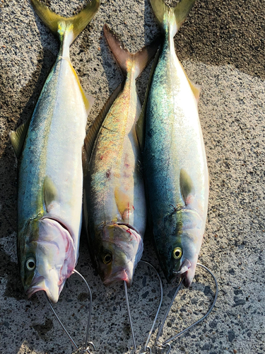 ワカシの釣果