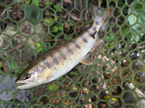 アマゴの釣果