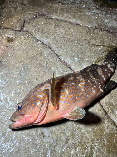 アコウの釣果