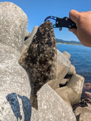 ヒラメの釣果