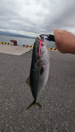 イナダの釣果