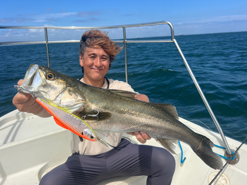 シーバスの釣果