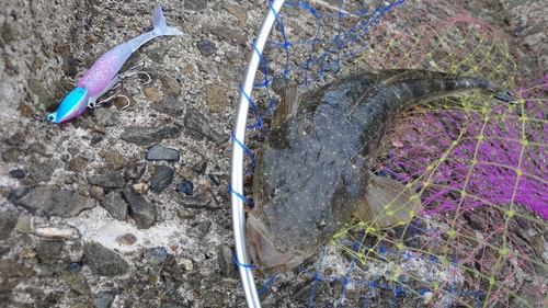 マゴチの釣果