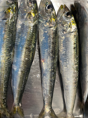 イワシの釣果