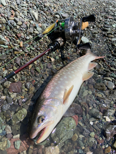 アメマスの釣果