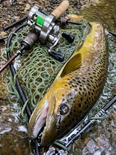 ブラウントラウトの釣果