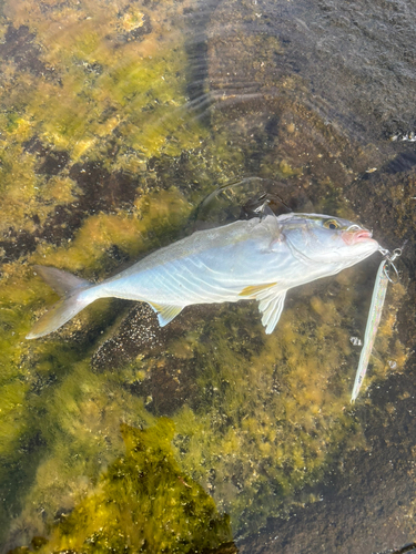 ショゴの釣果