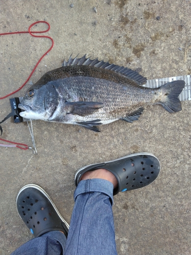 チヌの釣果