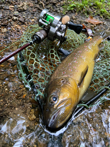 ブラウントラウトの釣果