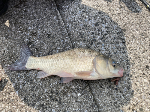 フナの釣果