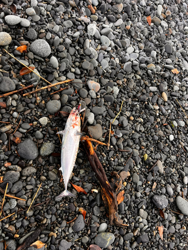 ソウダガツオの釣果