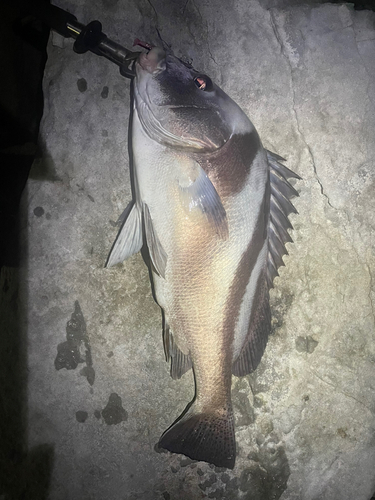 コショウダイの釣果