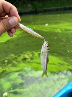 ハスの釣果