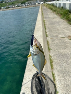 ネリゴの釣果