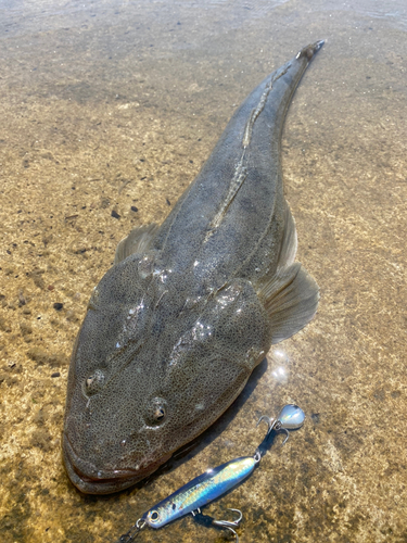 マゴチの釣果