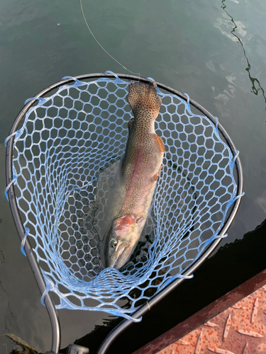 ニジマスの釣果