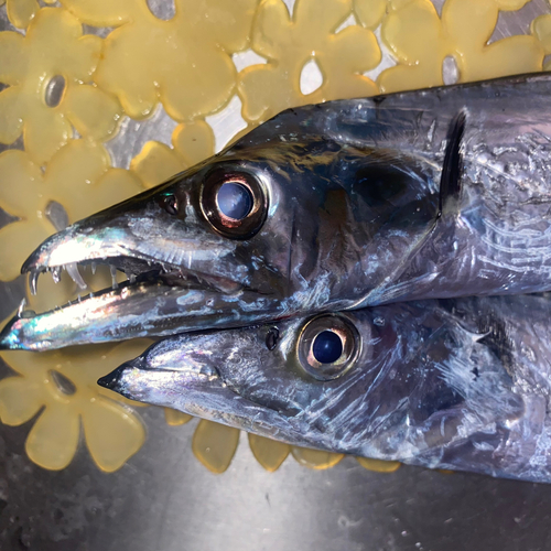 タチウオの釣果