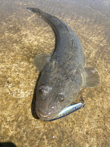 マゴチの釣果