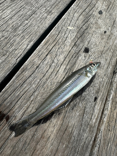 キスの釣果