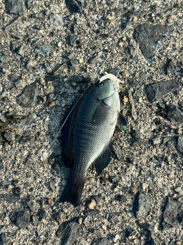 メジナの釣果