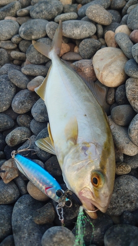 ショゴの釣果