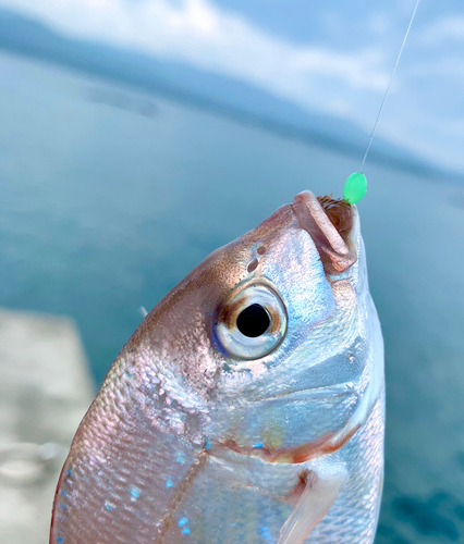 チャリコの釣果