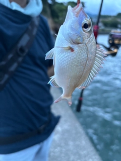 チャリコの釣果