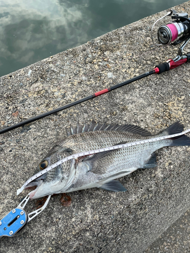 チヌの釣果