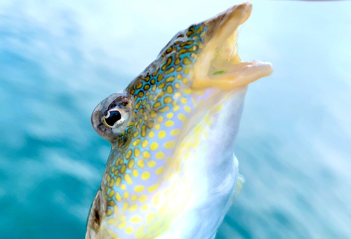 メゴチの釣果