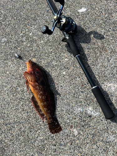 アブラコの釣果